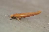 Zelleria hepariella