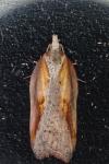 Acleris cristana