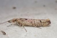 Ypsolopha ustella