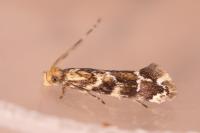 Dryadaula pactolia