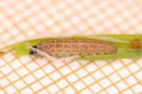Caryocolum tricolorellum
