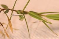 Coleophora solitariella