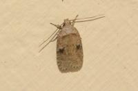 Agonopterix propinquella