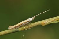 Coleophora dubiella