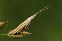 Coleophora dubiella