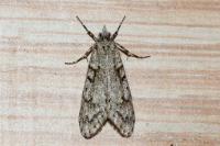 Diurnea fagella