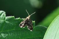 Anthophila fabriciana