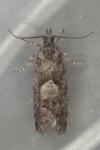 Epinotia pygmaeana