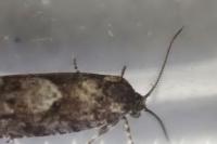 Epinotia pygmaeana