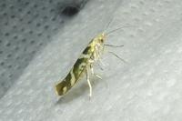 Argyresthia goedartella