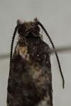 Epinotia pygmaeana