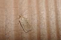 Agonopterix assimilella