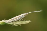 Coleophora dianthivora