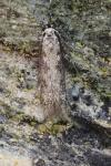 Pogochaetia solitaria