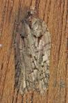 Acleris abietana