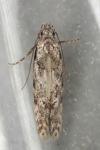 Carpatolechia decorella