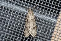 Diurnea fagella
