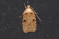 Agonopterix propinquella