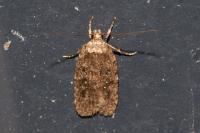 Agonopterix ciliella/heracliana
