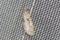 Diurnea fagella
