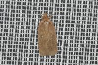 Agonopterix