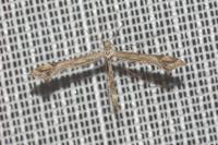 Amblyptilia acanthadactyla