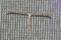 Emmelina monodactyla
