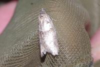Tortricodes alternella
