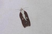 Acleris cristana