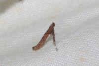 Caloptilia falconipennella