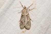 Diurnea fagella