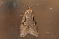 Semioscopis steinkellneriana