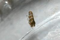 Cameraria ohridella