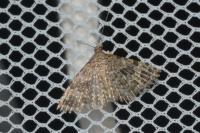 Alucita hexadactyla