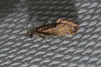 Dyseriocrania subpurpurella