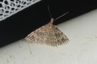 Alucita hexadactyla