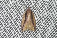 Acleris umbrana
