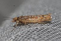 Ypsolopha ustella