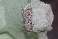 Diurnea fagella