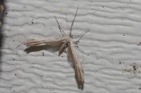 Emmelina monodactyla
