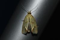 Agapeta hamana