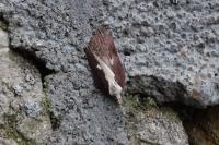 Acleris cristana
