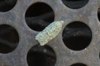 Acleris literana