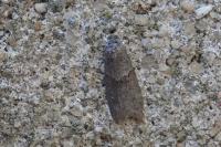 Tortricodes alternella