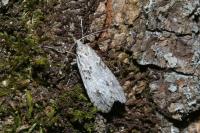 Diurnea fagella