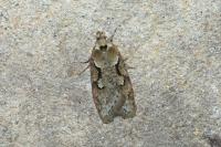 Semioscopis steinkellneriana