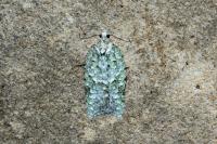 Acleris literana