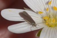 Coleophora lutarea