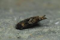 Epinotia immundana