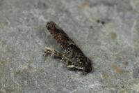 Epinotia immundana